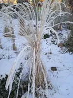 IMG_20241230_090134.webp IMG_20241230_090134.webp