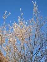 IMG_20241230_090256.webp IMG_20241230_090256.webp