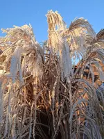 IMG_20241230_090334.webp IMG_20241230_090334.webp