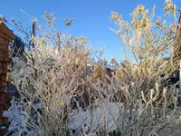 IMG_20241230_090431_1.webp IMG_20241230_090431_1.webp