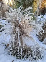 IMG_20241230_090608_1.webp IMG_20241230_090608_1.webp