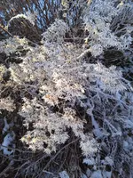 IMG_20241230_090807.webp IMG_20241230_090807.webp