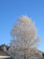 IMG_20241230_090952.webp IMG_20241230_090952.webp