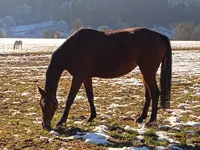IMG_20241230_142119.webp