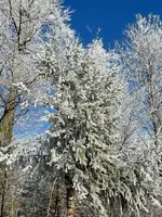 IMG_1851.webp IMG_1851.webp