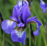 Iris  1123.JPG