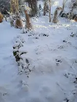 IMG_20250104_092704.webp IMG_20250104_092704.webp