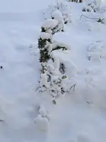 IMG_20250104_092713_1.webp IMG_20250104_092713_1.webp