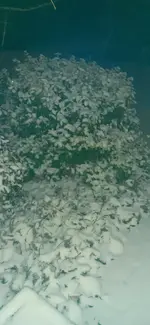 20250105_073144.webp