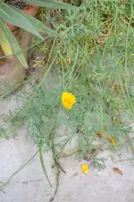 Eschscholzia californica.webp