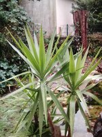 Yucca elephantipes.jpg