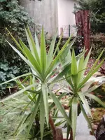 Yucca elephantipes.webp