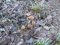 P1060323gefrorene Pilze.webp