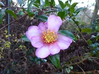 P1060330Kamelie.webp