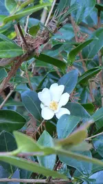 P1060335Kamelie.webp