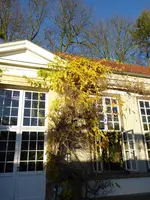 P1060342Blauregen.webp