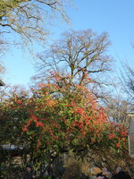 P1060343Cotoneaster.JPG