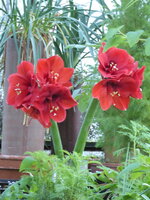 P1060352Amaryllis.JPG