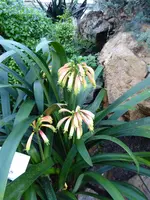 P1060360Clivie.webp