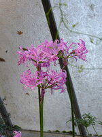 P1060362Nerine.JPG