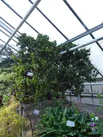 P1060365Geldbaum.webp