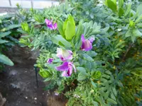 P1060366Myrthen-Kreuzblume.webp