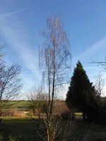 P1060434.webp