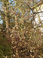 P1060445Chinesische Winterblüte.JPG