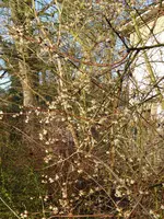 P1060445Chinesische Winterblüte.webp