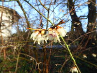 P1060450Chinesische Winterblüte.JPG