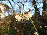 P1060450Chinesische Winterblüte.webp
