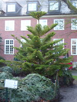 P1060464Norfolk-Tanne.JPG