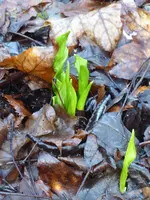 P1060470Bärlauch.webp