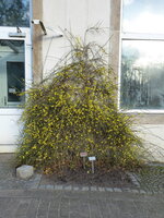 P1060500Winterjasmin.JPG