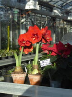 P1060503Amaryllis.JPG