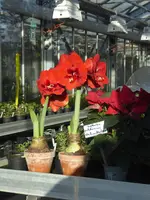 P1060503Amaryllis.webp