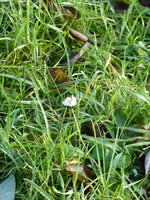 P1060512Gänseblümchen.JPG