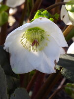 P1060514Schneerose Ice'N Roses white.JPG