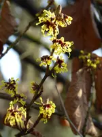 P1060519Lichtmess-Zaubernuss.webp