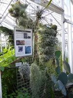 P1060529Tilandsien.webp