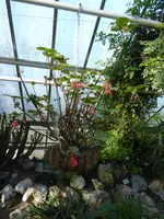P1060535Dermatobotrys saundersii.webp