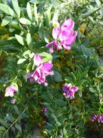 P1060540Myrthen-Kreuzblume.webp