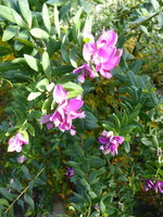 P1060540Myrthen-Kreuzblume.JPG
