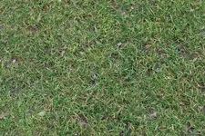 Rasen N 20250105.webp
