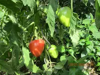 Fleischtomaten Namenlos aber ziemlich schwer.webp