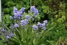 Hasenglöckchen 0321.webp