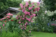 Rose Super Dorothy   0220.webp