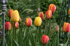 Tulpen0417.JPG