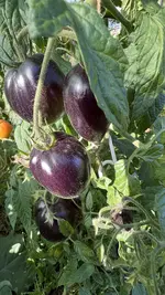 IMG_1226.jpeg IMG_1226.jpeg