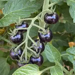 IMG_1132.jpeg IMG_1132.jpeg